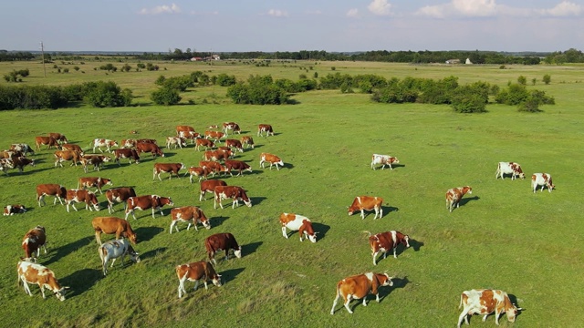 无人机拍摄的奶牛在牧场上吃草的场景视频素材
