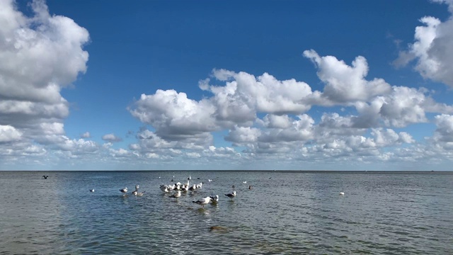 海鸥漂浮在水面上。视频素材