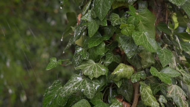 花园里的常春藤在雨中。视频素材