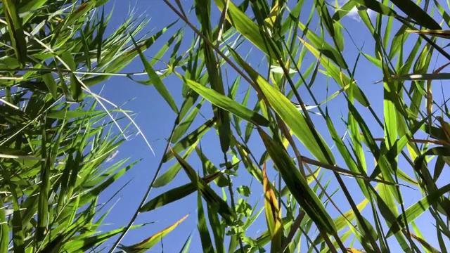 芦苇随风摇动视频下载