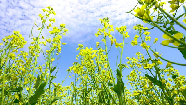 田野里亮黄色的油菜花，近距离观赏油菜花视频素材