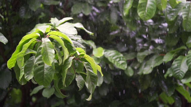 在雨季，雨滴落在树叶上。视频素材