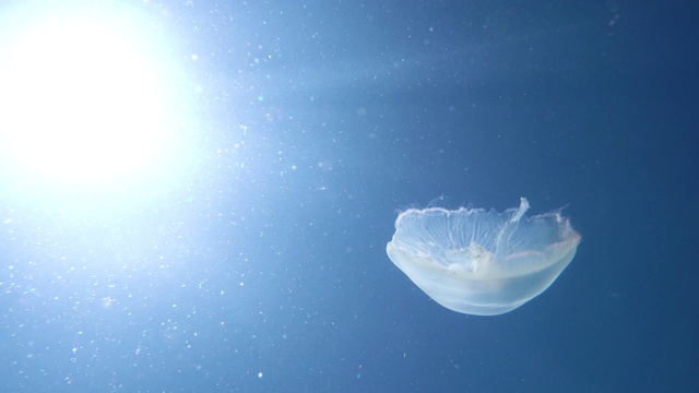 水母在蓝色的海水背景和阳光下游泳视频素材