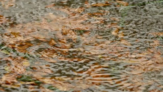 干燥的叶子背景与雨滴视频素材