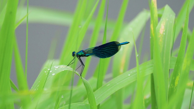 蓝翅蜻蜓在绿叶上的特写，带着雨滴视频素材