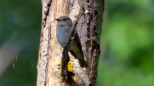 鸟斑Flycatcher (Muscicapa striata)栖息在一棵白杨树枝上。森林里一个阳光明媚的夏日早晨。视频素材