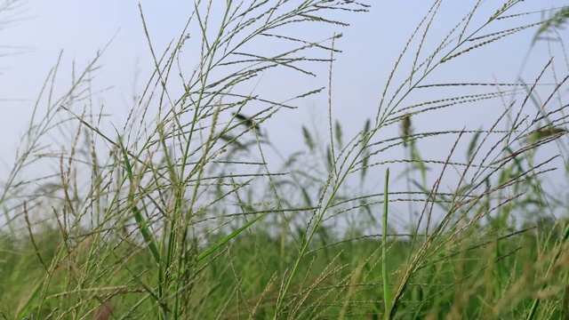 近距离的绿色稻田在风与夕阳摇曳。年轻的稻田在风中摇摆。缓慢的运动。视频素材