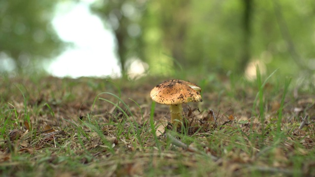 金针菇在草丛中与秋天的树叶在森林中。视频素材