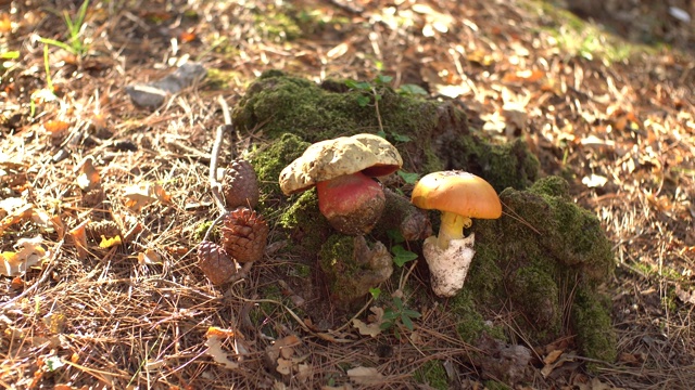 橄榄褐色的橡树——牛肝菌躺在草地上，在秋天黄色的橡树叶之间。牛肝菌科牛肝菌属的食用蘑菇视频素材