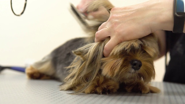 约克郡犬的毛发在动物沙龙里晾干。视频素材