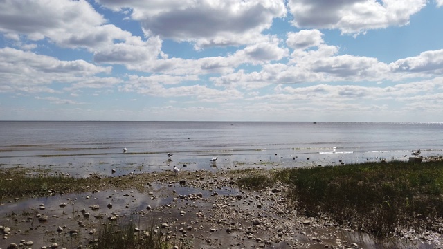 海鸥在岸边漫步。鸟类的活动。有海浪的海岸线。涟漪水面视频素材