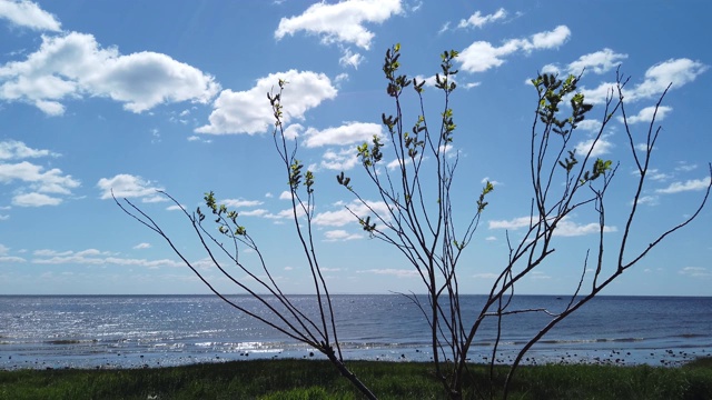 小叶子在风中摇摆的植物。背景上的海景。多云的天空视频素材