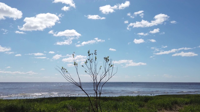 小叶子在风中摇摆的植物。背景上的海景。多云的天空视频素材