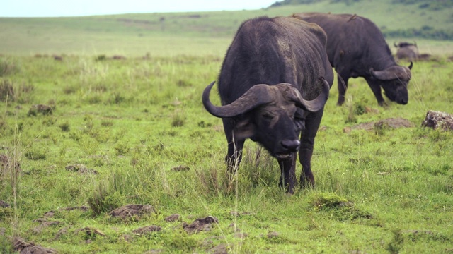 CU和Wide - Buffalo Eating - Two Shots - 4k视频素材