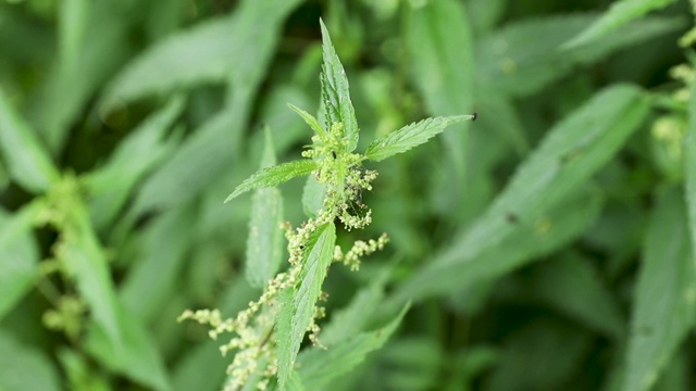 绿色荨麻的背景，从风颤抖的特写视频素材