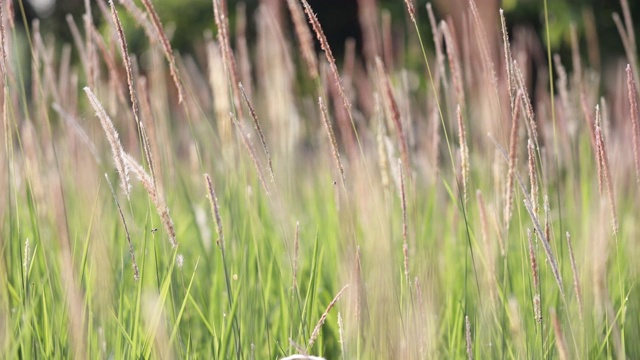 绿色的原野上，白草花随风摇曳。视频素材