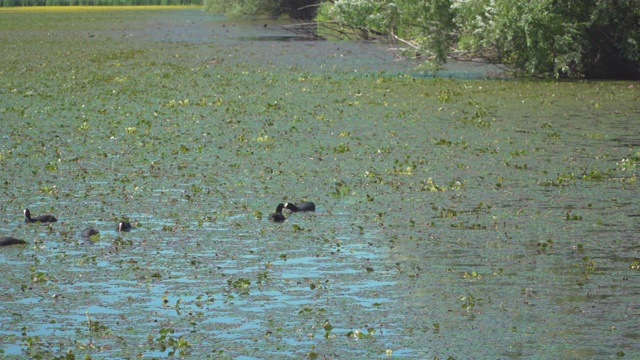 野鸭在湖里游泳视频素材