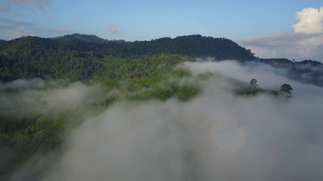 云层和森林上空的航拍镜头视频素材