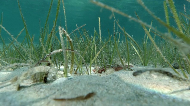 水下场景与海草和海蠕虫视频素材