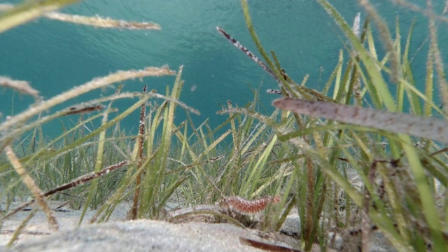 水下场景与海草和海蠕虫视频素材