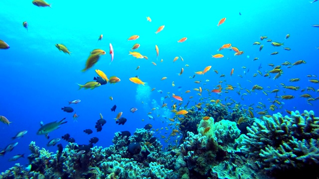 热带海景水下生活视频素材