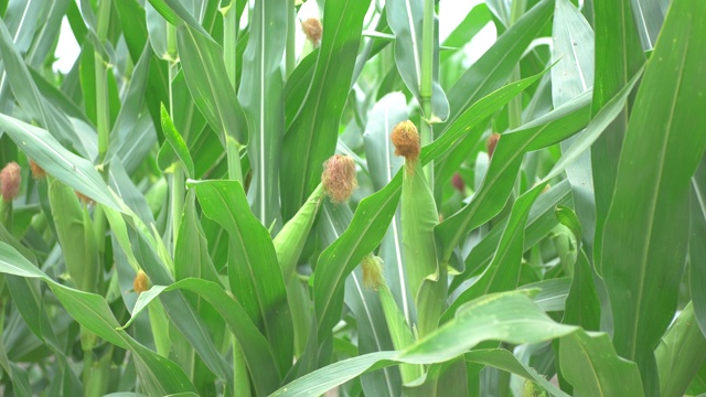 夏天种植玉米，农村农作物视频素材