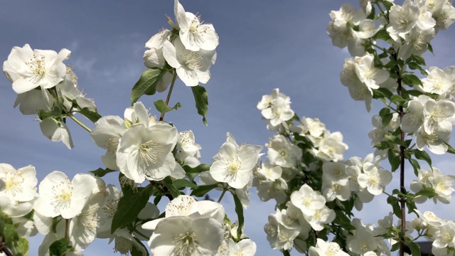 有白花的树枝。视频素材