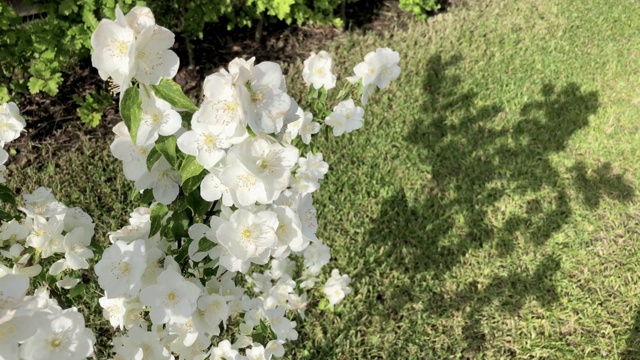 有白花的树枝。视频素材