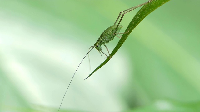 绿叶上的蚱蜢。视频素材