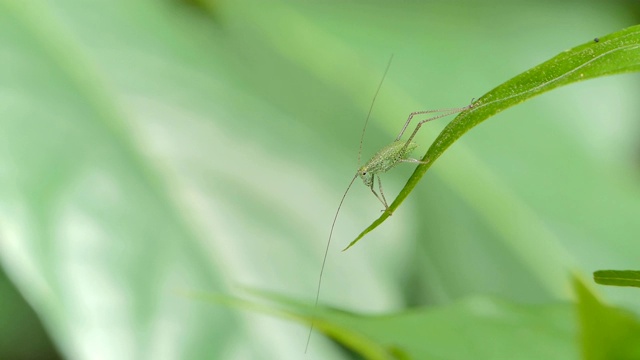 绿叶上的蚱蜢。视频素材