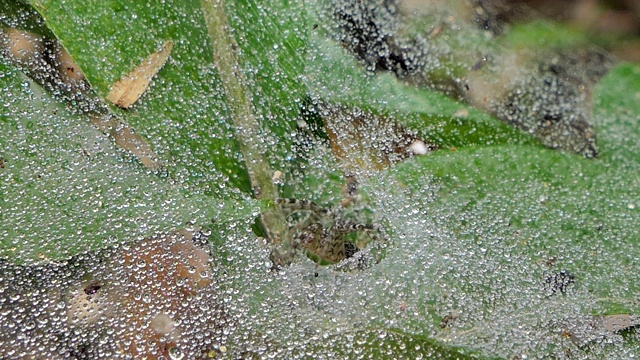 热带雨林里的蜘蛛在织网。视频素材