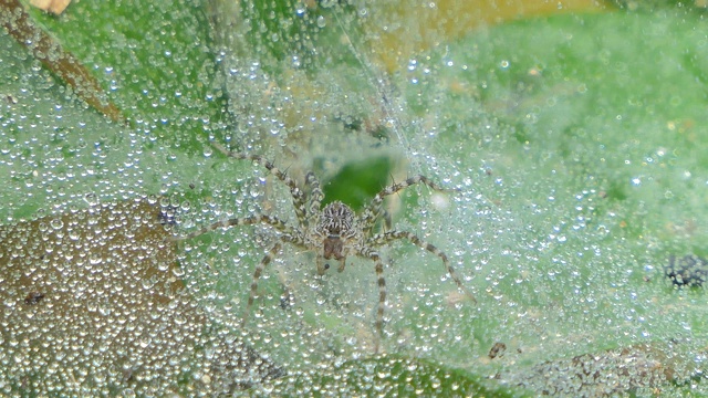 雨滴落在蜘蛛网上。视频素材