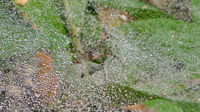 热带雨林里的蜘蛛在织网。视频素材