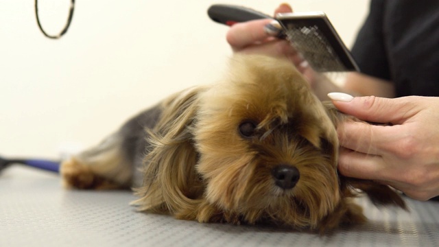 约克郡犬的毛发在动物沙龙里晾干。视频素材