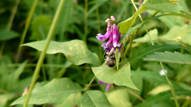 大黄蜂在一朵花上喝花蜜视频素材