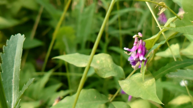 大黄蜂坐在一朵花上视频素材