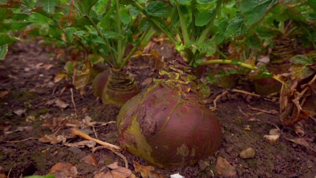 英国田野里的瑞典作物视频素材