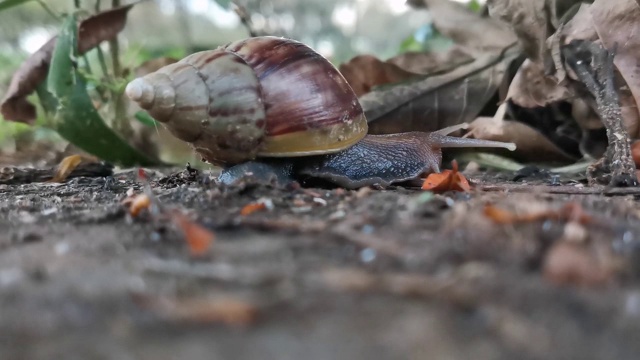 蜗牛在黏液轨迹上移动近景视频下载