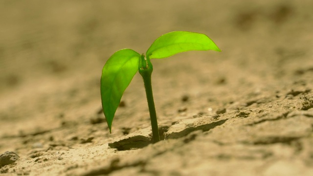 植物在干裂的土壤中生长。视频素材