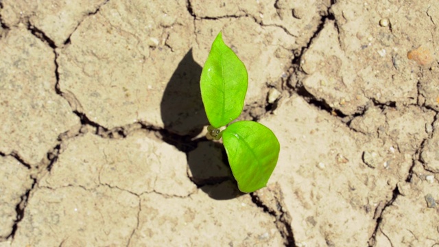 植物在干裂的土壤中生长。视频素材