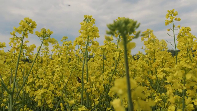 沿着油菜地走。视频素材