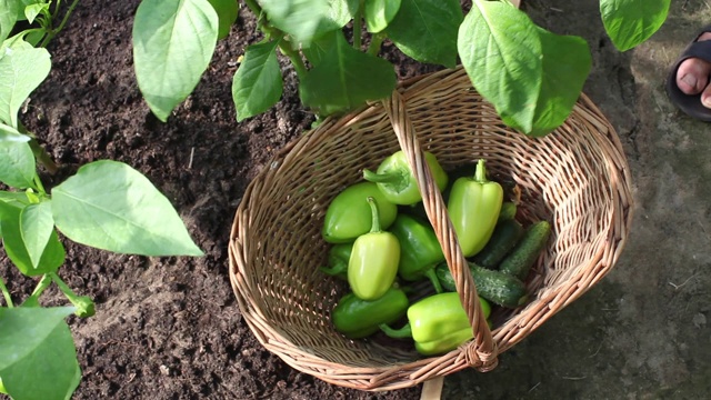 农民在温室里收割，摘下青椒，放进篮子里。收成。视频素材