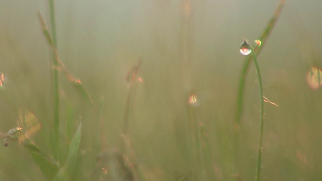 露水视频素材