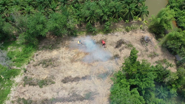 砍伐森林和雨林的大火是为了给油棕榈种植园让路视频素材