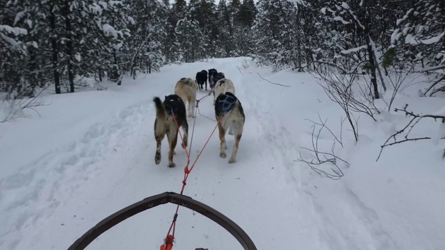 POV狗拉雪橇穿过雪野视频素材