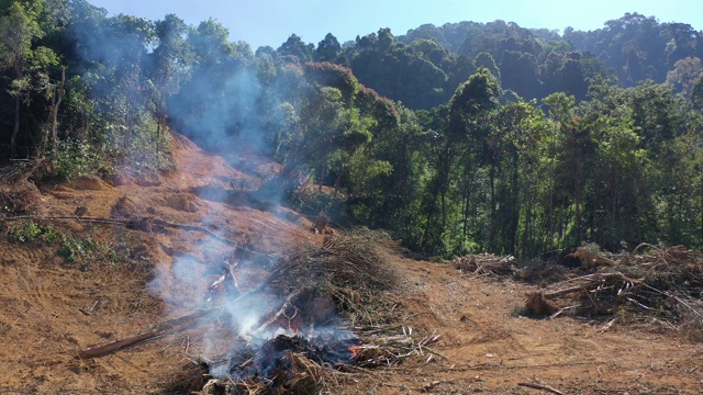 砍伐森林和雨林的大火是为了给油棕榈种植园让路视频素材