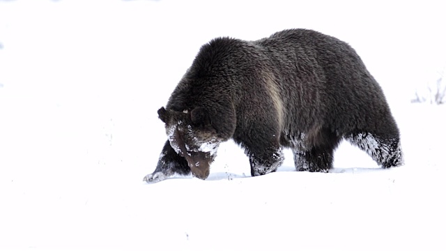 用4K MS拍摄了著名的灰熊#399 (Ursus arctos)，她正前往她的冬季巢穴视频素材