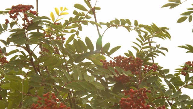 倾斜下与红色成熟的花楸浆果在一个雨天的花楸树视频素材