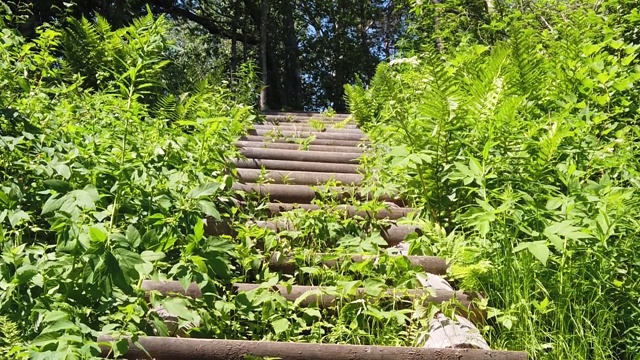 木楼梯在浓密的树叶。用木头做的一架过度生长的梯子。通往山顶的小路。慢动作视频素材