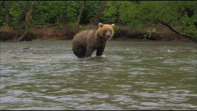 棕熊，或普通熊。熊科(Ursus arctos)是熊科的一种食肉哺乳动物;陆地上最大的食肉动物之一。熊捕鱼视频素材